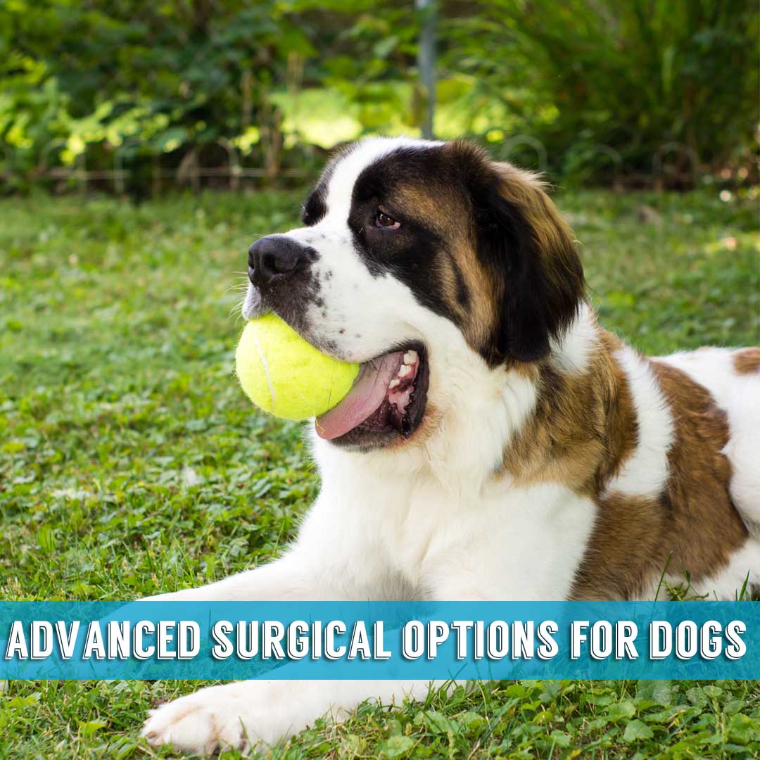 advanced surgical options indialantic